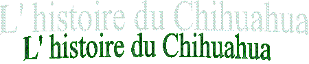 L' histoire du Chihuahua